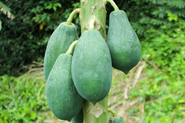 Un montón de pepinos verdes en un árbol