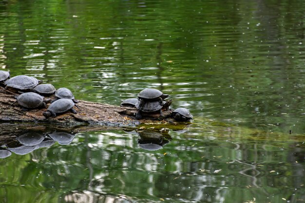 Un montón de pequeñas tortugas descansan en un tronco