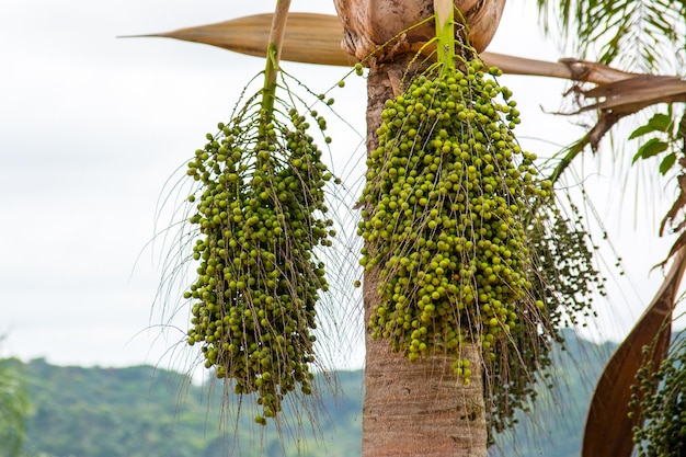 Montón de pequeños cocos de cerca