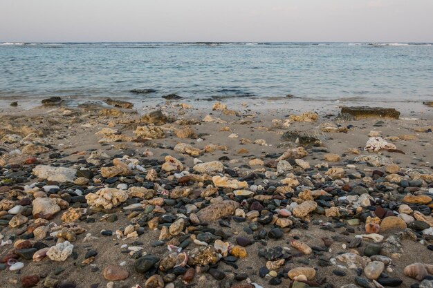 un montón de pequeños corales en la playa con vistas al mar