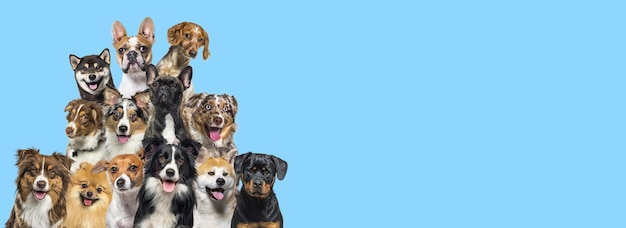 Un montón de perros mirando en todas direcciones en fondo azul
