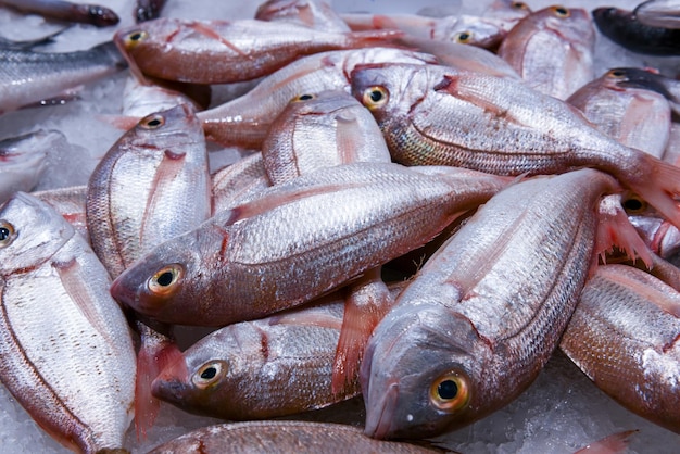 Montón de pescado crudo se encuentra sobre hielo frío en el refrigerador del mercado