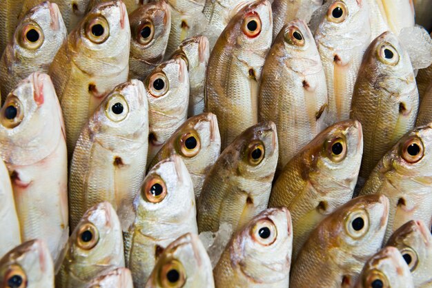 Montón de pescado fresco en el mercado de mariscos Se puede utilizar como fondo de alimentos