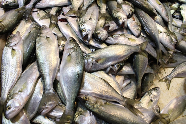 Un montón de pescado se muestra en un mercado Geranium Fish