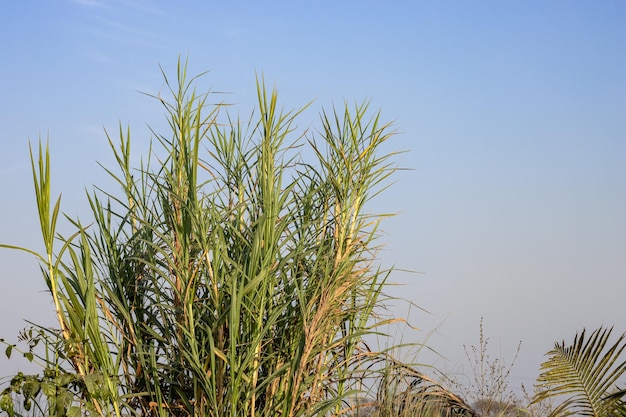 Un montón de plantas de caña silvestre que crecen bajo el cielo azul limpio con espacio para copiar