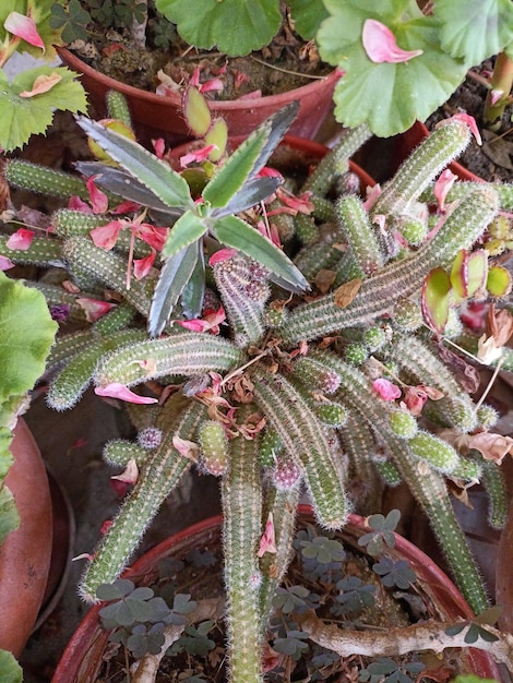 Un montón de plantas en macetas con hojas verdes y un pequeño cactus.