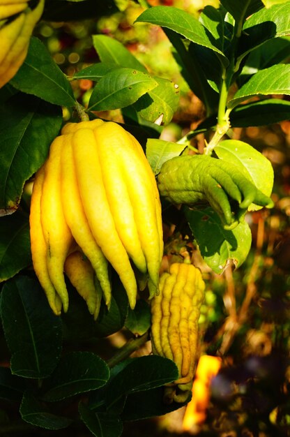 un montón de plátanos que están en un árbol