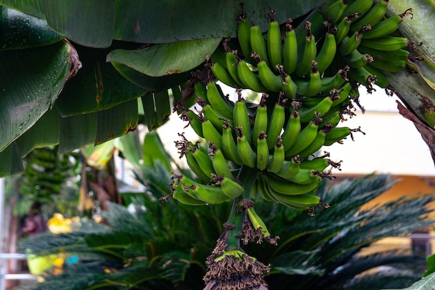 Un montón de plátanos verdes crece en un árbol