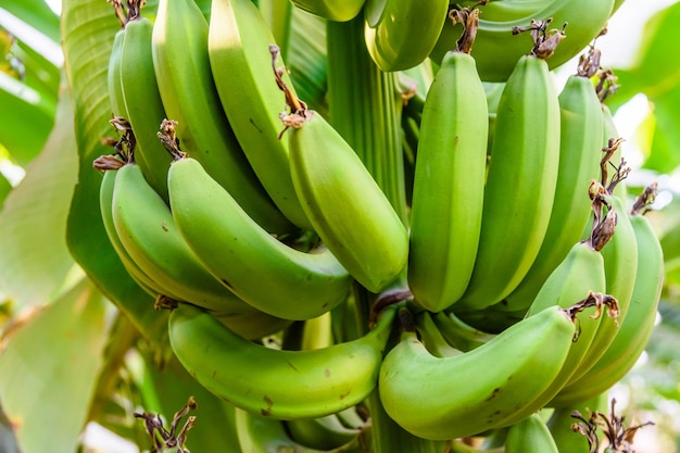 Montón de plátanos verdes inmaduros en el árbol