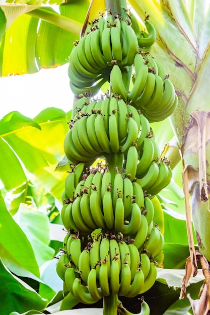 Montón de plátanos verdes inmaduros en el árbol