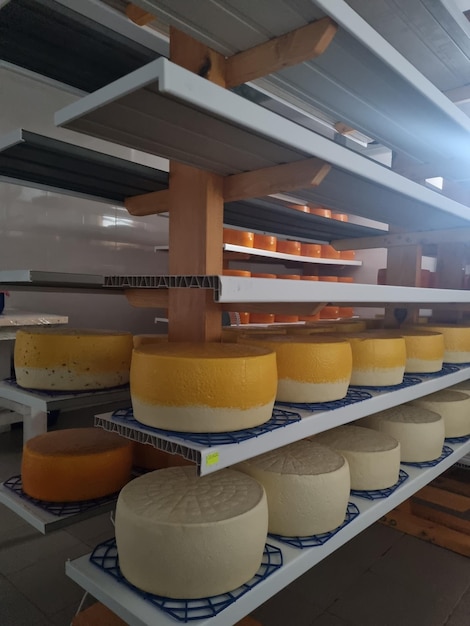 Un montón de queso entero en fábrica