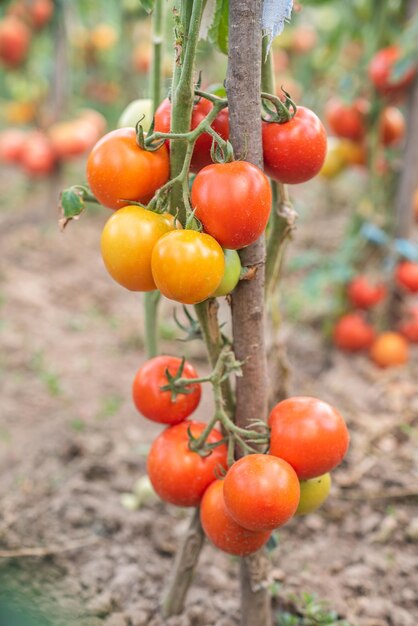 Un montón de racimos con tomates verdes maduros rojos y verdes que crecen en el jardín la cosecha madura en un cálido día de verano