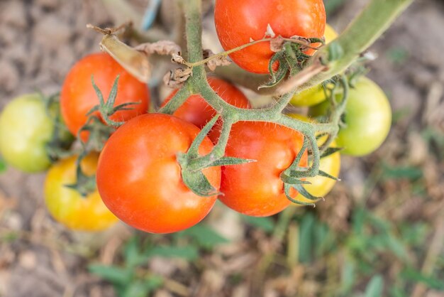 Un montón de racimos con tomates verdes maduros rojos y verdes que crecen en el jardín la cosecha madura en un cálido día de verano