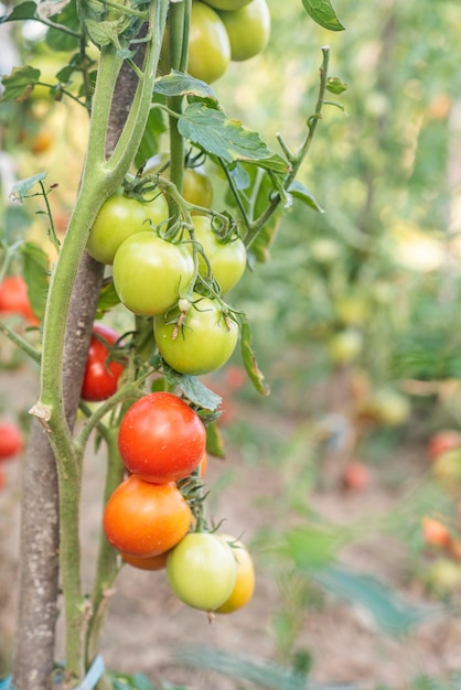 Un montón de racimos con tomates verdes maduros rojos y verdes que crecen en el jardín la cosecha madura en un cálido día de verano