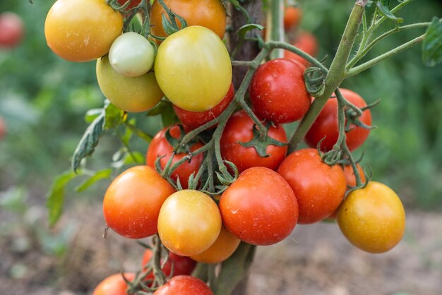 Un montón de racimos con tomates verdes maduros rojos y verdes que crecen en el jardín la cosecha madura en un cálido día de verano