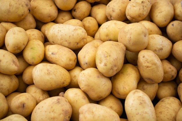 Montón de raíz de patata orgánica fresca como textura de fondo