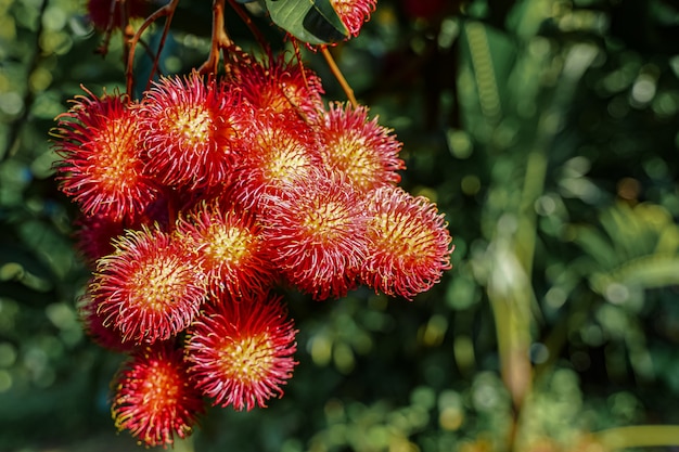 Un montón de rambután en el árbol con destellos de luz