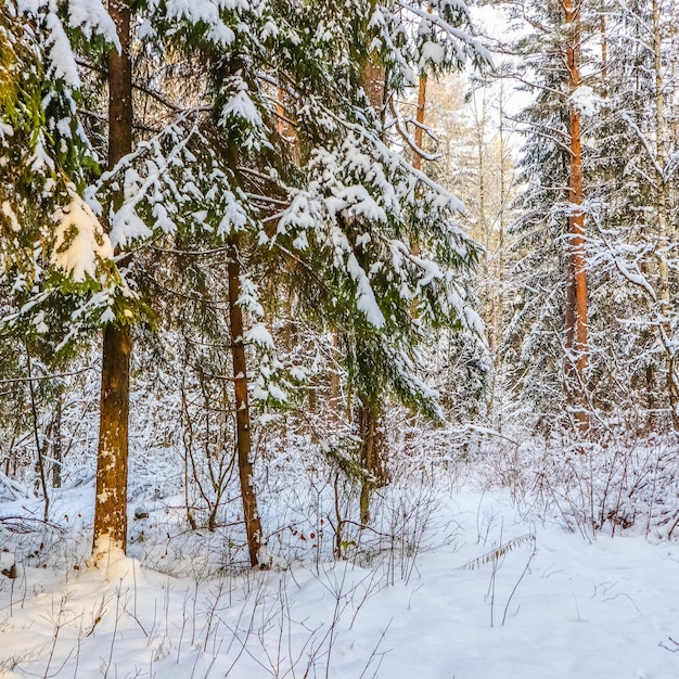 Un montón de ramitas y ramas cubiertas de nieve blanca y esponjosa hermoso bosque nevado de invierno en un día soleado