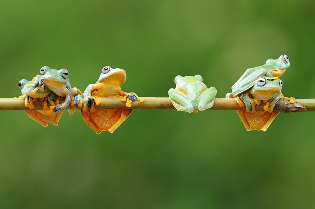 Montón de ranas en una vara de bambú