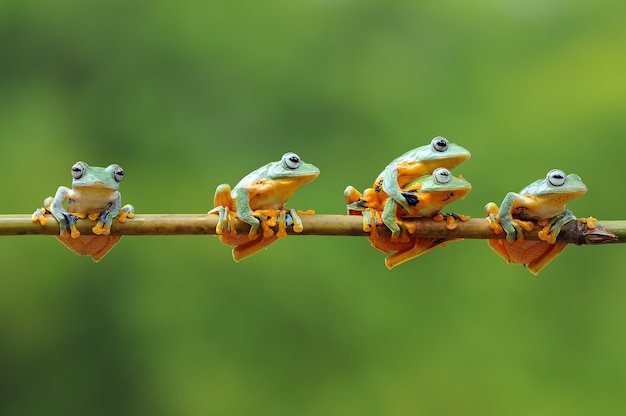 Montón de ranas en una vara de bambú