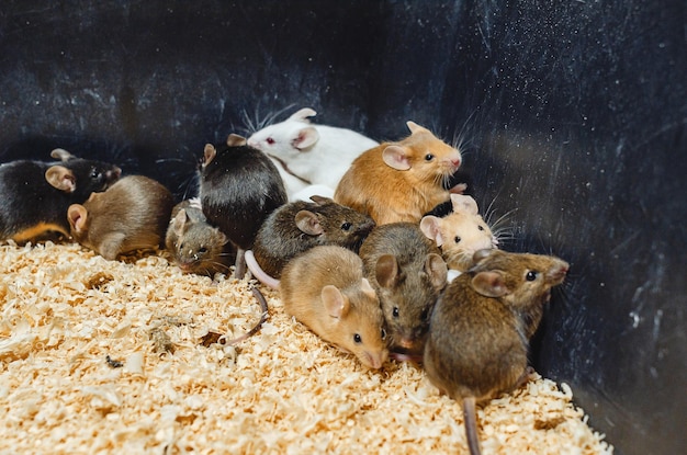 Un montón de ratones de colores en una caja de aserrín Reproducción de ratones