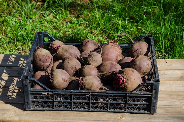 Montón de remolacha fresca en el mercado de agricultores al aire libre