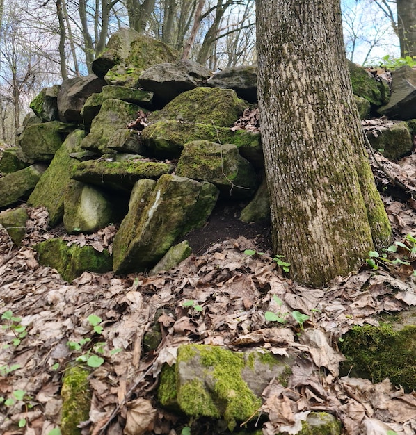 Un montón de rocas con musgo y un árbol con algunas hojas en el suelo.