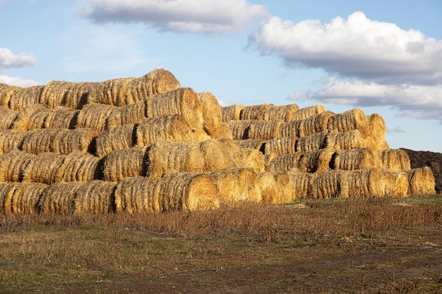 Montón de rollos de pajar colocados unos sobre otros creando colinas de heno en suelo húmedo con un cielo azul brillante con pocas nubes en el fondo Temporada de cosecha de heno dorado