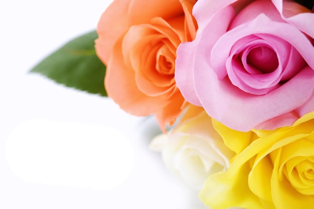 un montón de rosas de diferentes colores se muestran en un fondo blanco