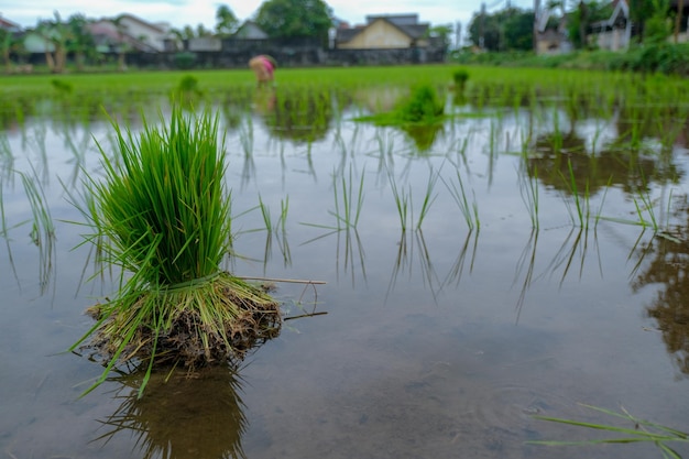 Montón de semillas de arroz listas para plantar en el campo