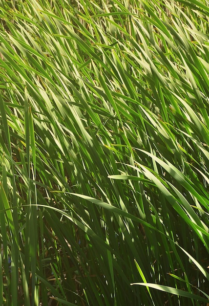 Un montón de tallos de cañas verdes cañas incomparables con tallos largos