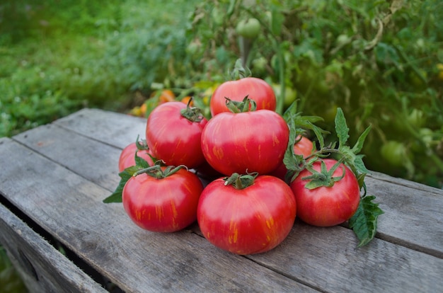 Montón de tomates frescos en la mesa de madera