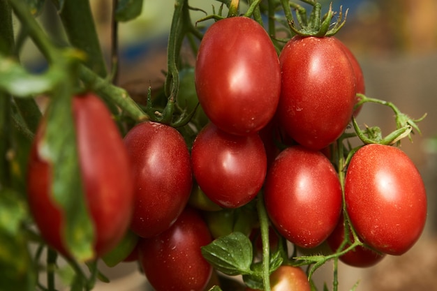 Montón de tomates maduros de color rojo cereza. Tomates cherry rojos crecen en invernadero, close-up