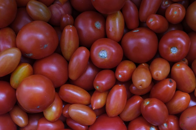 Montón de tomates maduros después de la cosecha en otoño en el jardín