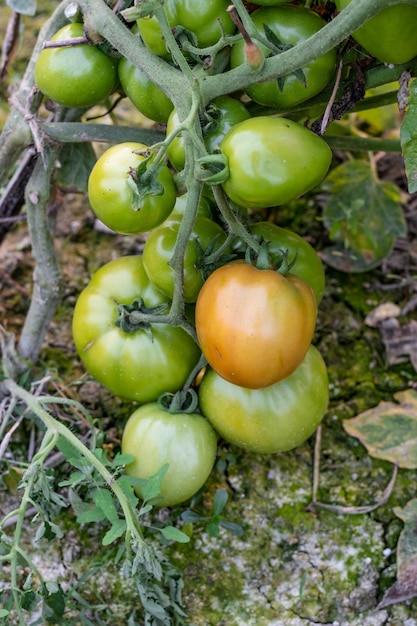 Un montón de tomates orgánicos frescos colgando de una rama en el jardín