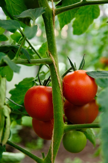 Foto montón de tomates rojos en un arbusto