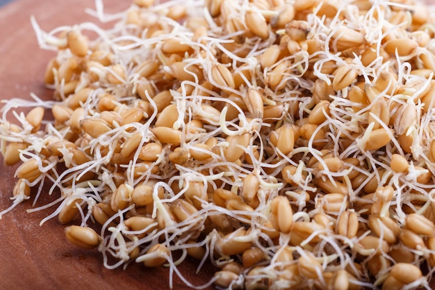 Montón del trigo germinado en el tablero de madera marrón, cierre para arriba.