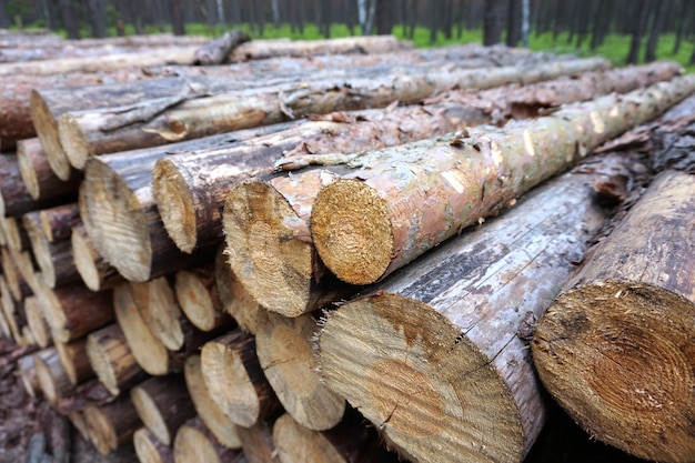 Montón de troncos de madera en el bosque