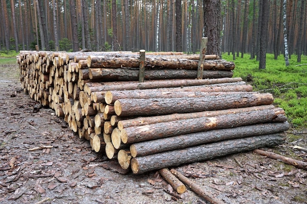 Montón de troncos de madera en el bosque