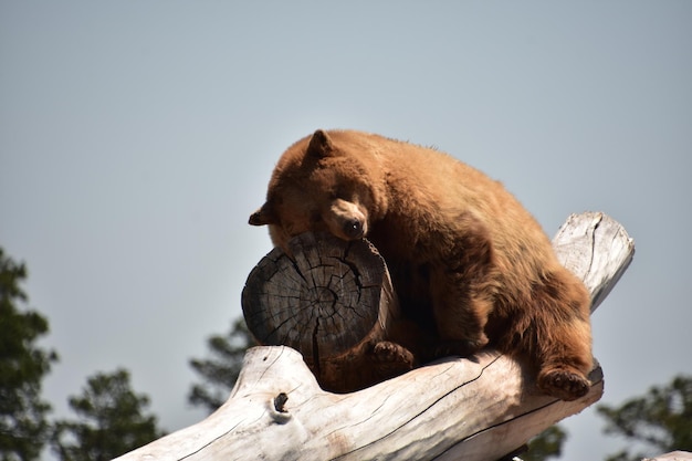 Montón de troncos con oso negro marrón peludo durmiendo