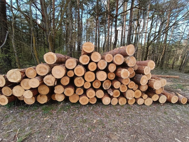 Un montón de troncos con la palabra bosque en la parte superior.