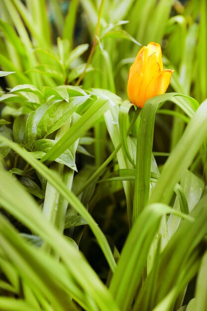 Un montón de tulipanes amarillos en un macizo de flores en un parque