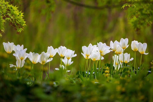 Un montón de tulipanes blancos sobre un fondo verde en el parque de primavera