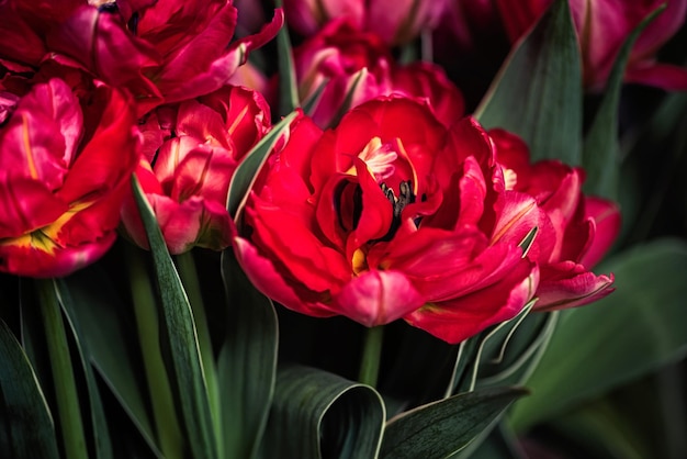 Un montón de tulipanes en flor Fondo de flores