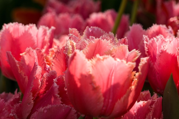 Un montón de tulipanes rojos con pétalos rizados