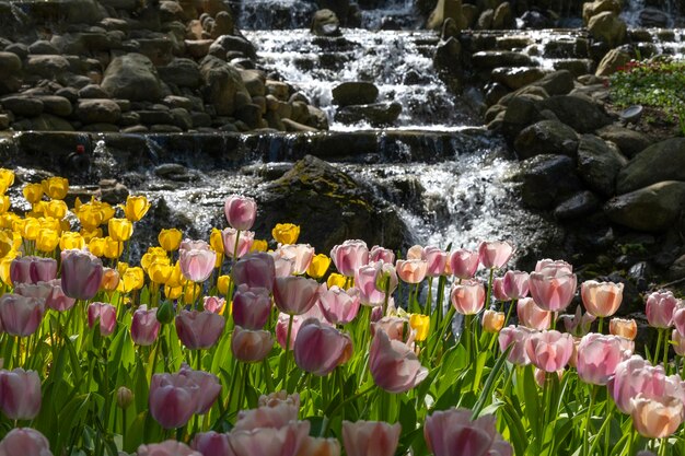 un montón de tulipanes rosados y amarillos están en flor