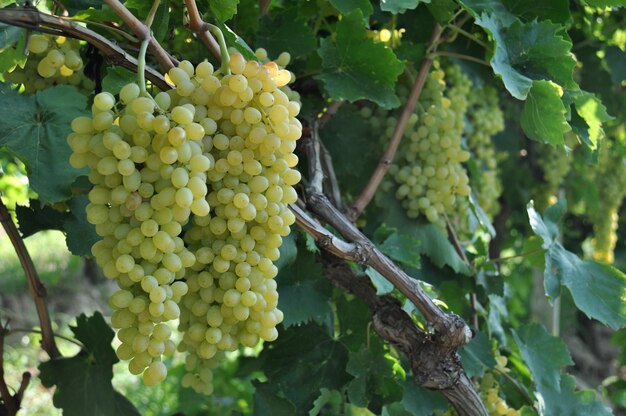 Montón de uvas verdes frescas sin semillas sultana turca en viñedo con hojas y ramas de vid.