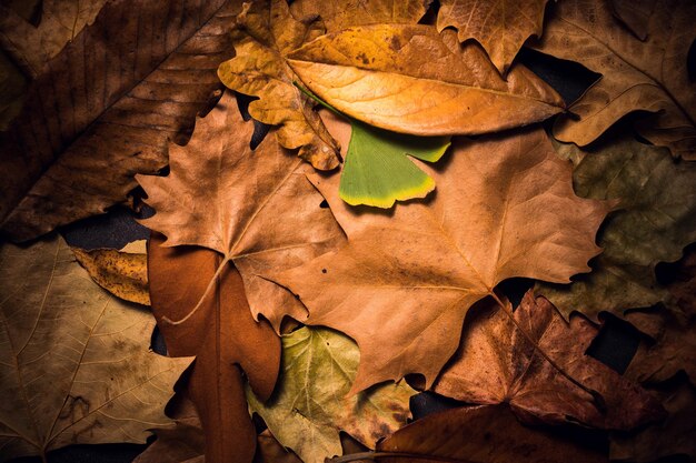 Montón de variadas hojas de otoño