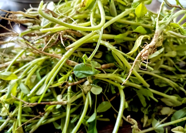 Un montón de vegetales verdes frescos de fenogreco sanos y nutritivos a la venta en un mercado en India