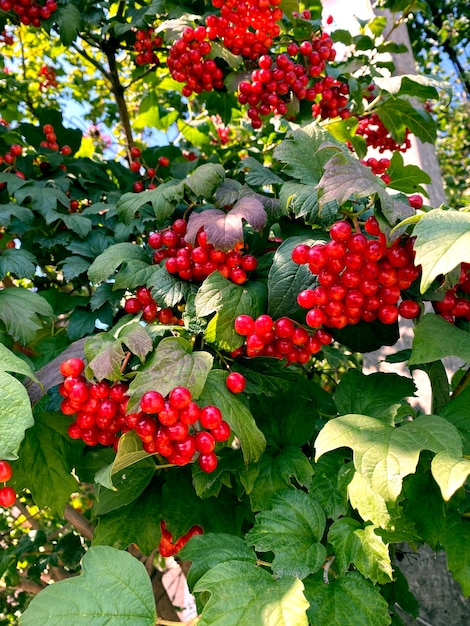 Un montón de viburnum en un arbusto. Frutos gruesos de viburnum.